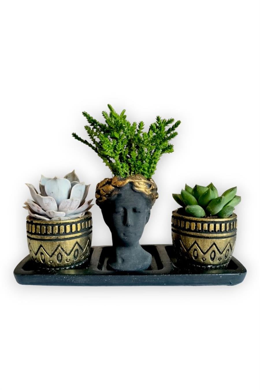 Echeveria 3'lü Sukulent Seti | Helen Siyah & Gold Seri | 3'lü Sukulent Setleri