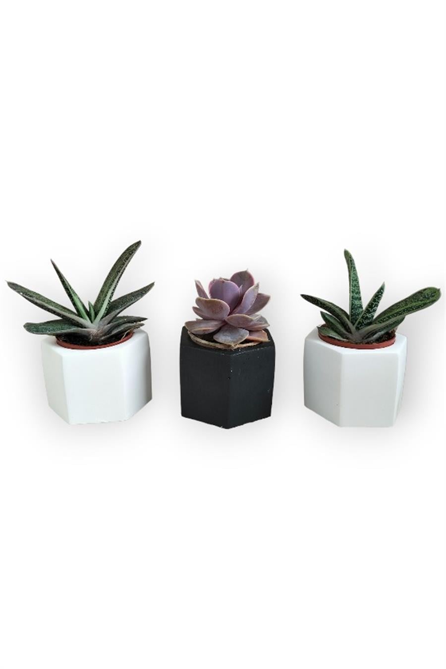 Echeveria & Gasteria 3'lü Sukulent Seti | Siyah & Beyaz Seri | 3'lü Sukulent Setleri