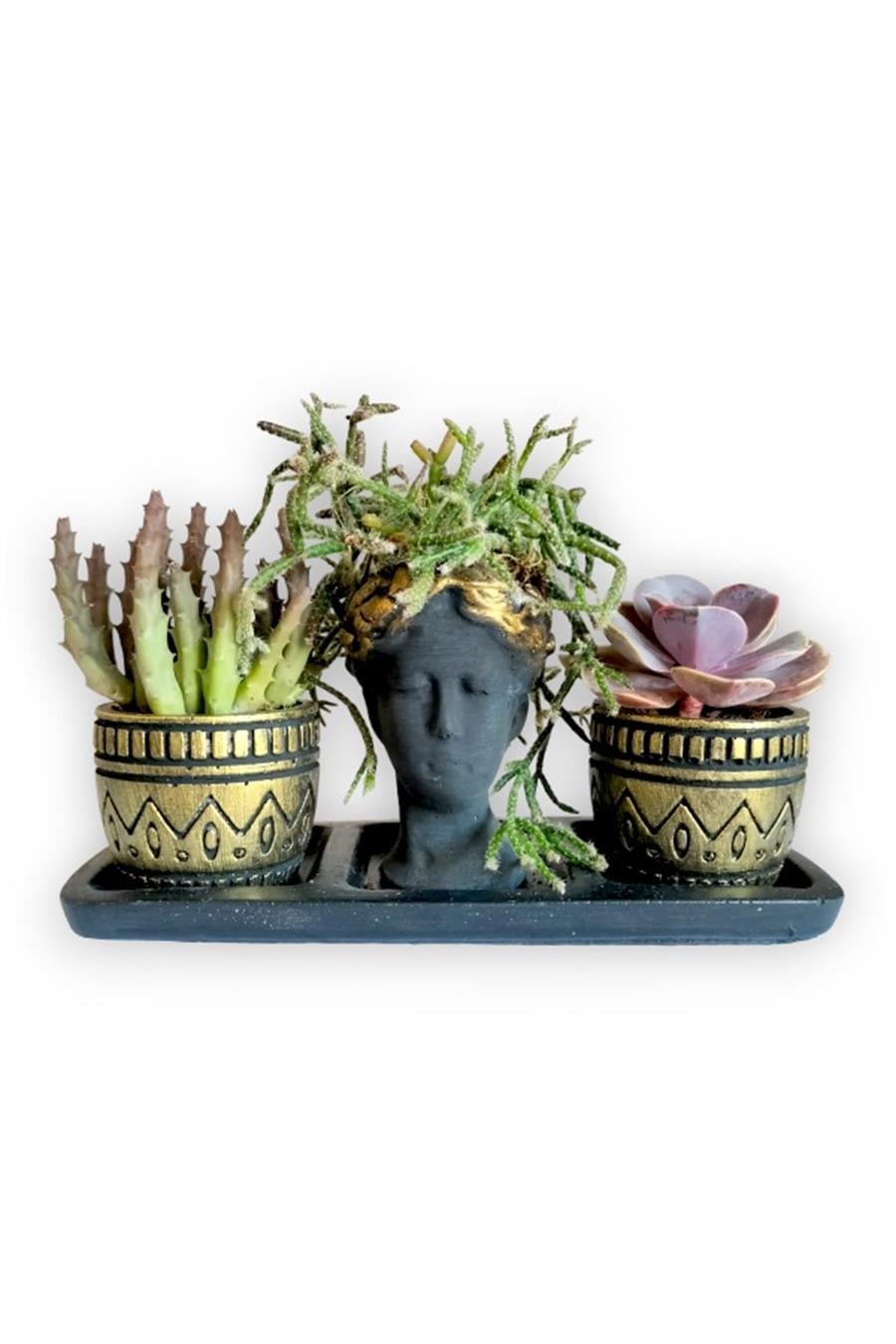 Echeveria & Huernia & Rhipsalis 3'lü Sukulent Seti | Helen Siyah & Gold Seri | 3'lü Sukulent Setleri