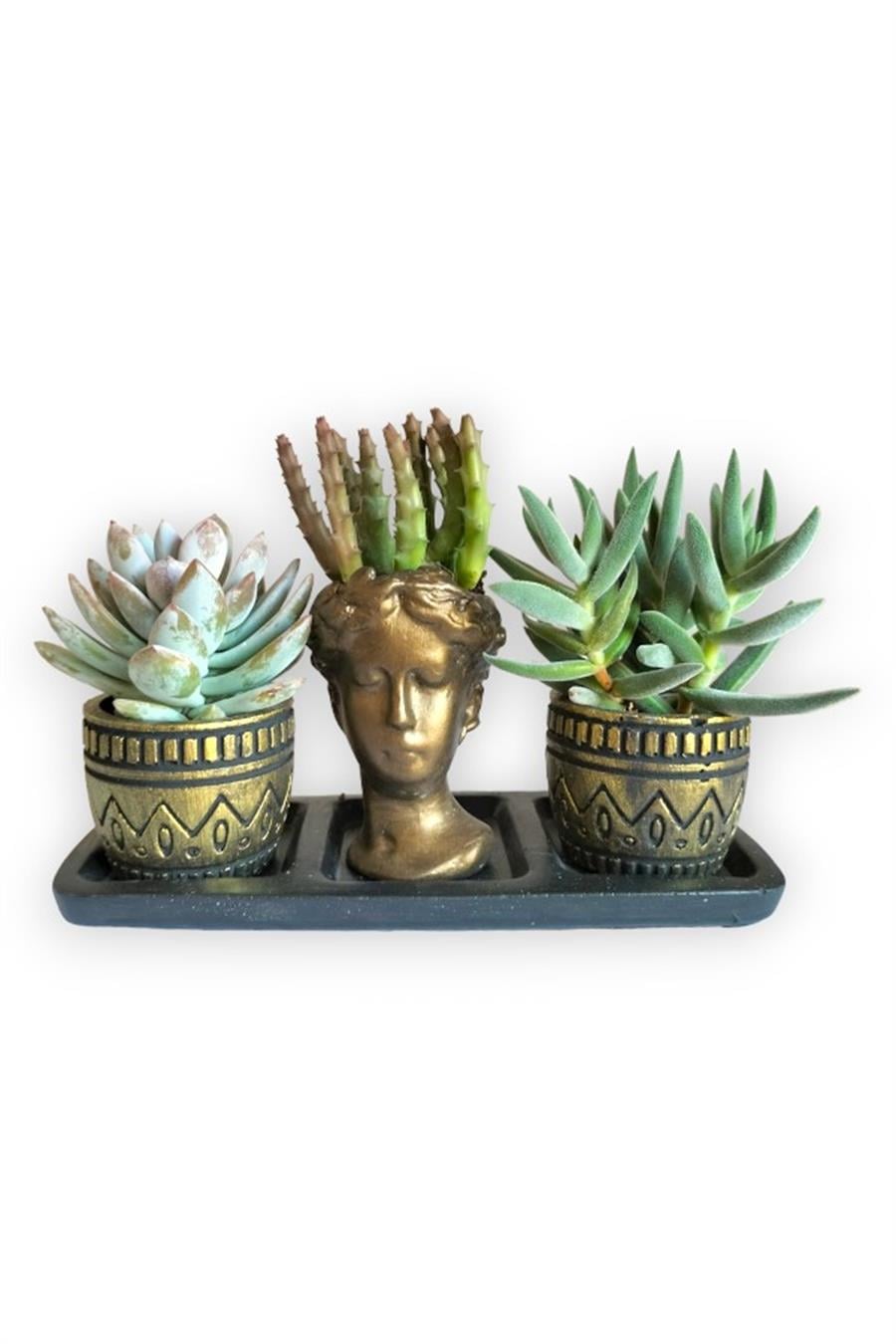 Echeveria & Rhipsalis 3'lü Sukulent Seti | Helen Gold Serisi | 3'lü Sukulent Setleri