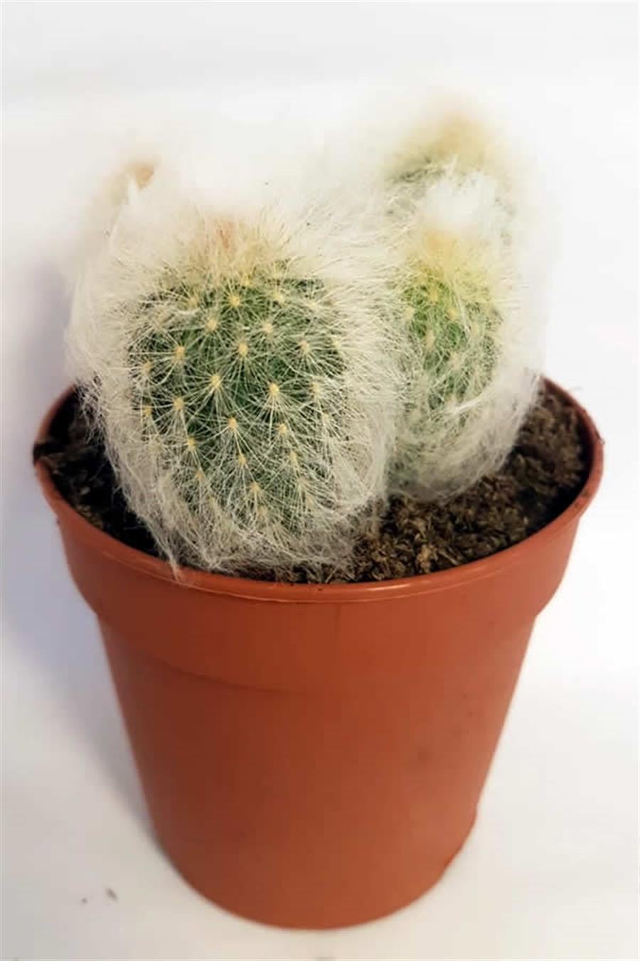 Espostoa Lanata | Jumbo Kaktüsler
