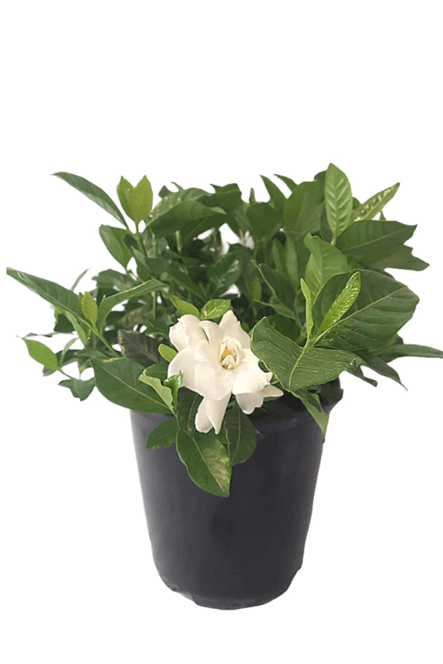 Gardenya | Çiçekli Salon Bitkileri