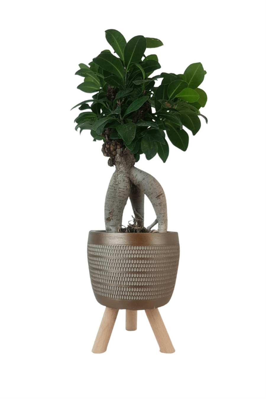 Gold Damla Saksıda Ficus Ginseng Bonsai | Diğerleri