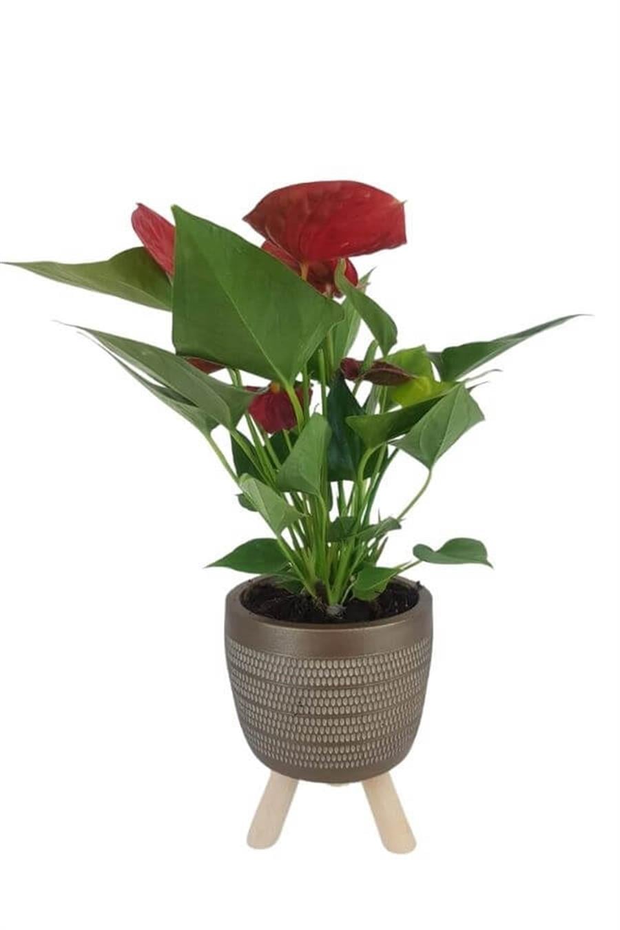 Gold Damla Saksıda Mini Anthorium | Anthorium