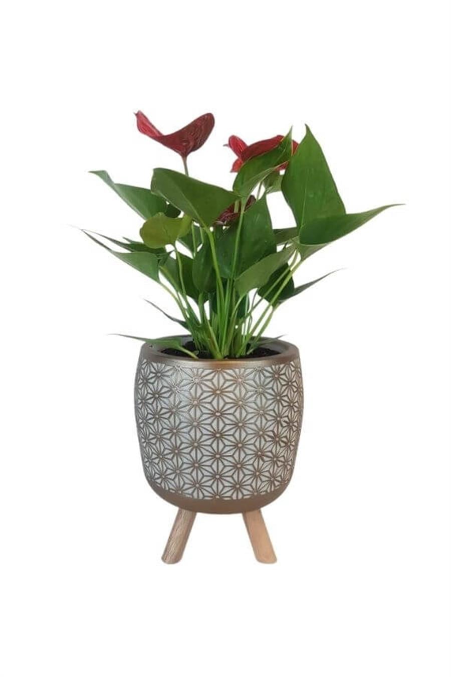 Gold Motif Desen Saksıda Mini Anthorium | Anthorium