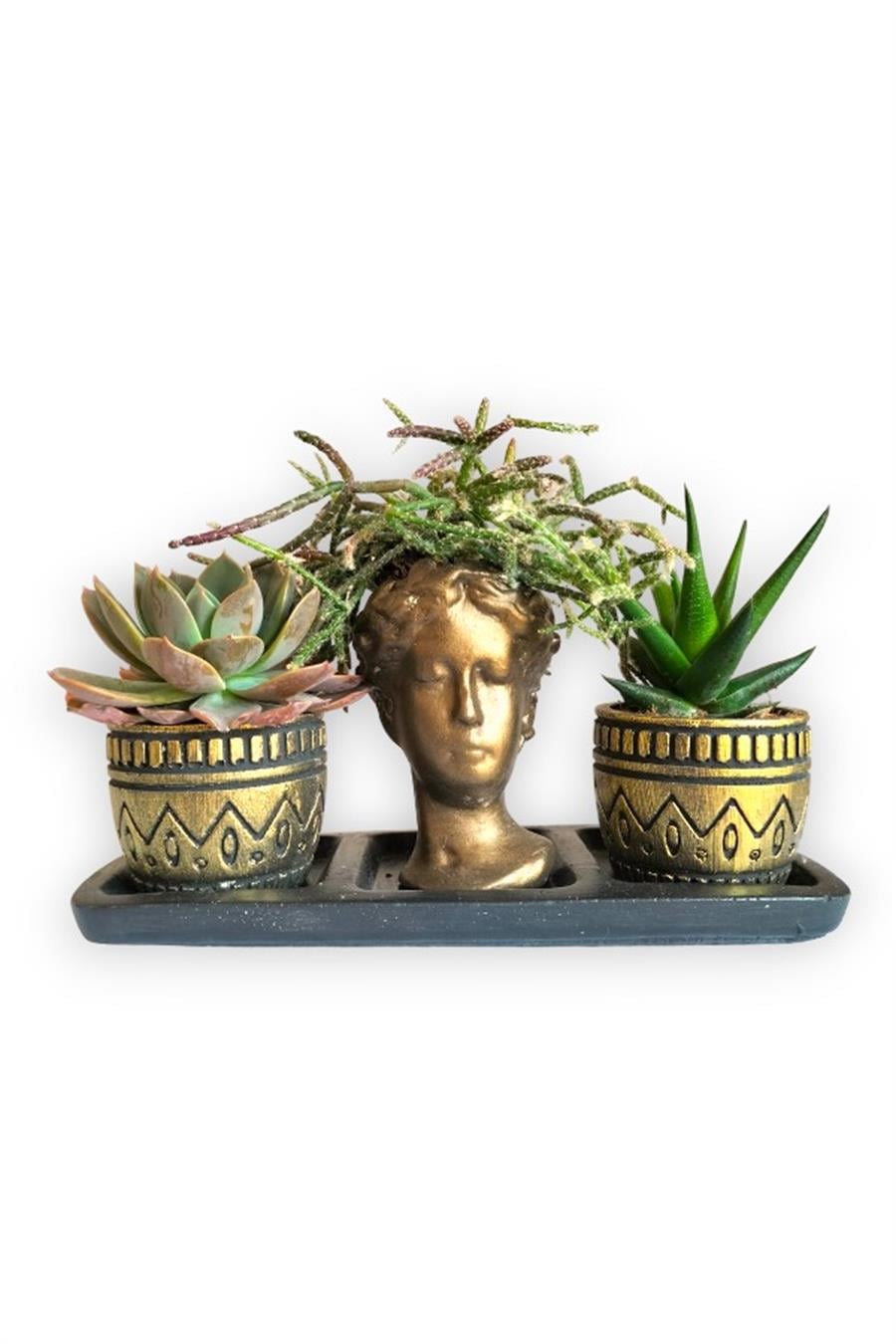 Haworthia & Echeveria & Rhipsalis 3'lü Sukulent Seti | Helen Gold Serisi | 3'lü Sukulent Setleri