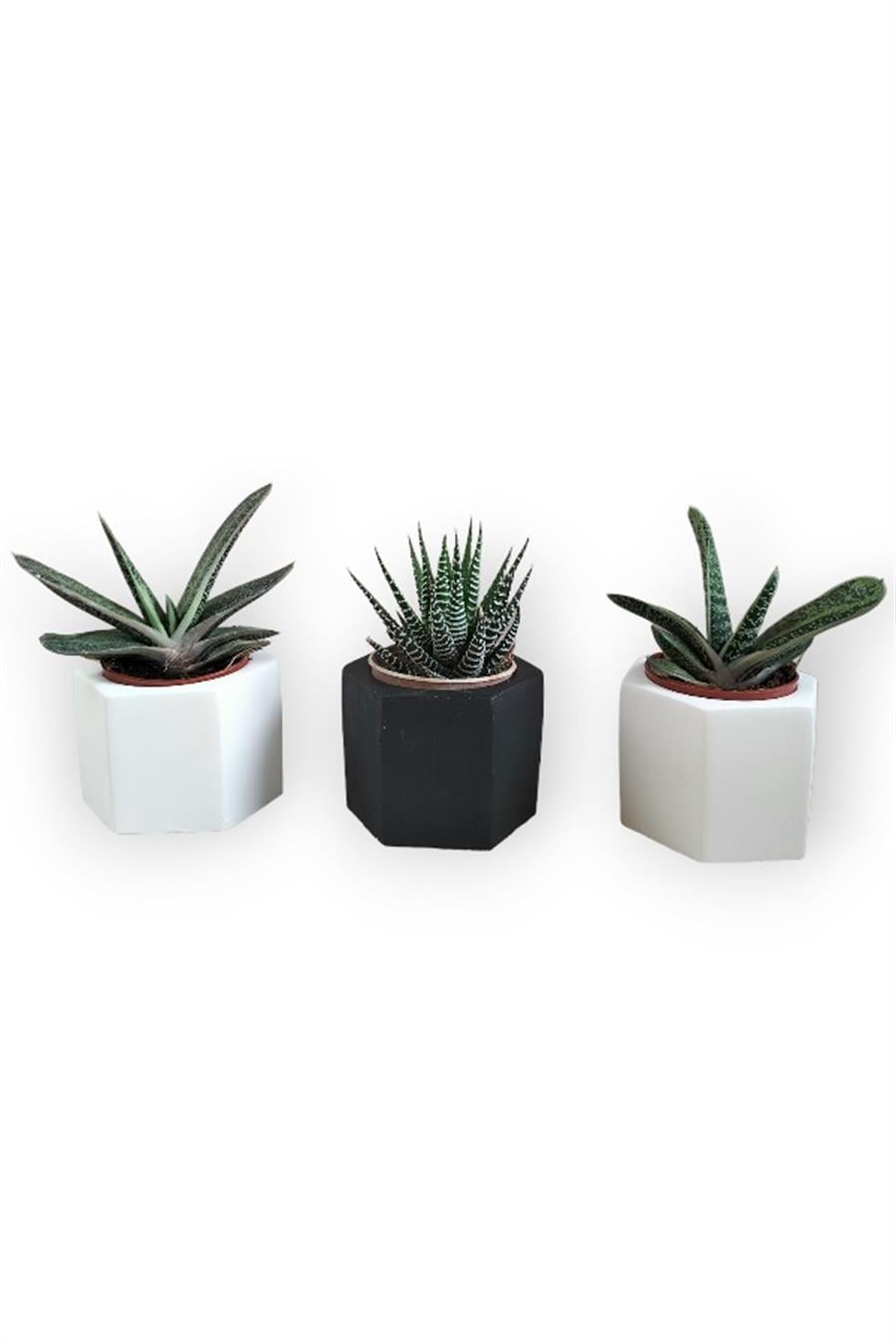 Haworthia & Gasteria 3'lü Sukulent Seti | Siyah & Beyaz Seri | 3'lü Sukulent Setleri