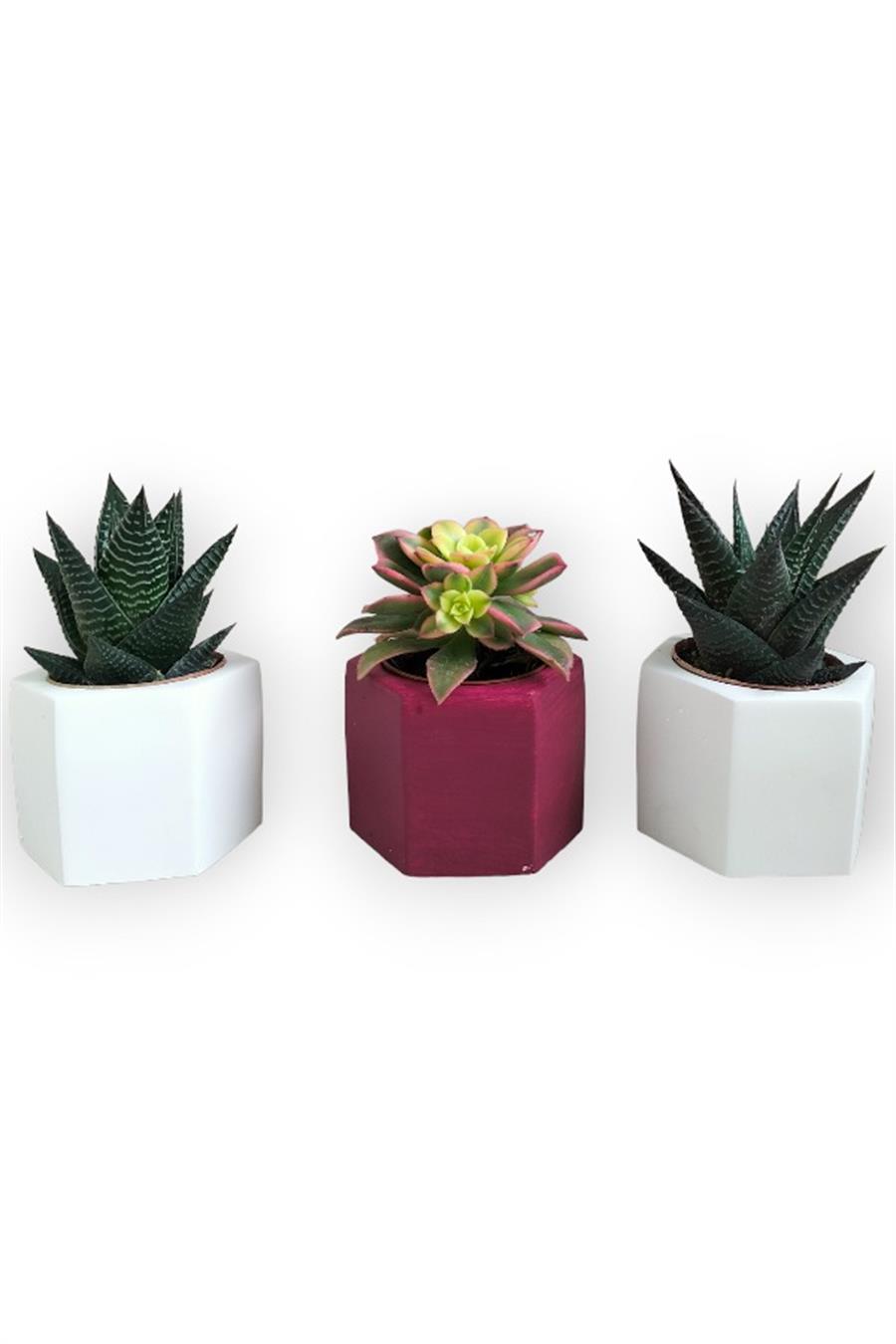 Haworthia & Haworthia Kiwi 3'lü Sukulent Seti | Kırmızı & Beyaz Seri | 3'lü Sukulent Setleri