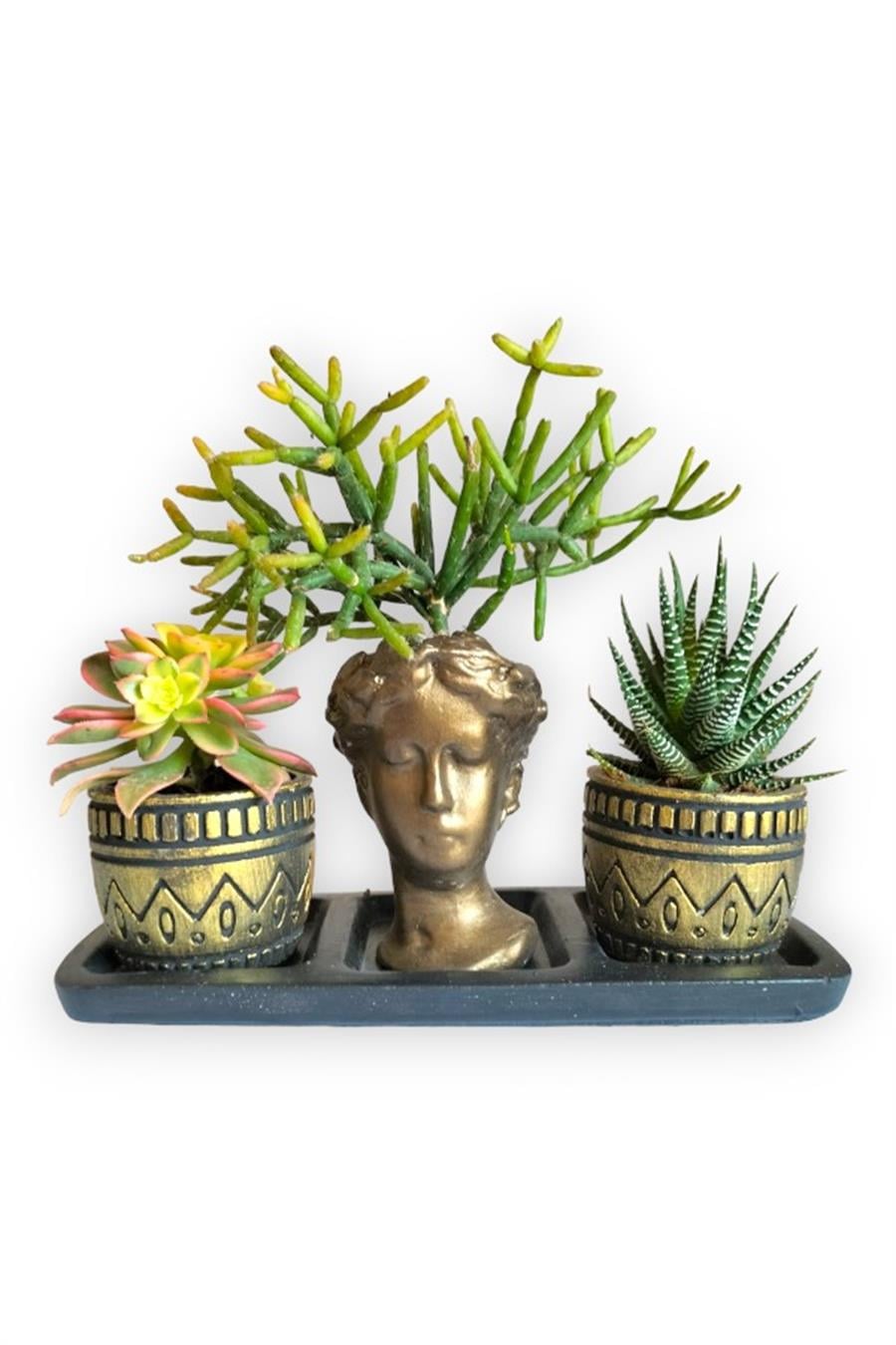 Haworthia & Haworthia Kiwi & Rhipsalis 3'lü Sukulent Seti | Helen Gold Serisi | 3'lü Sukulent Setleri