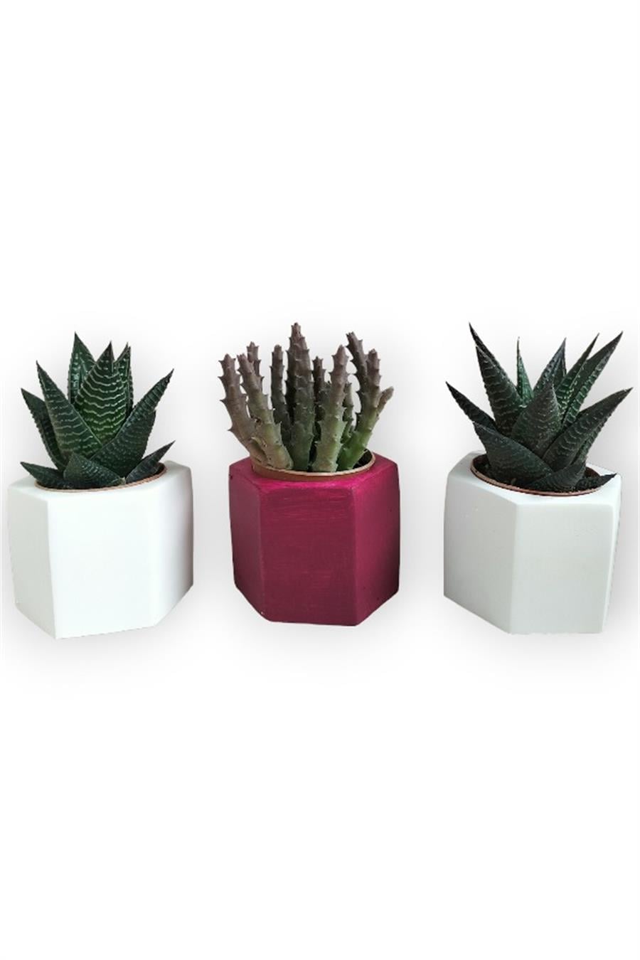 Haworthia & Huernia 3'lü Sukulent Seti | Kırmızı & Beyaz Seri | 3'lü Sukulent Setleri