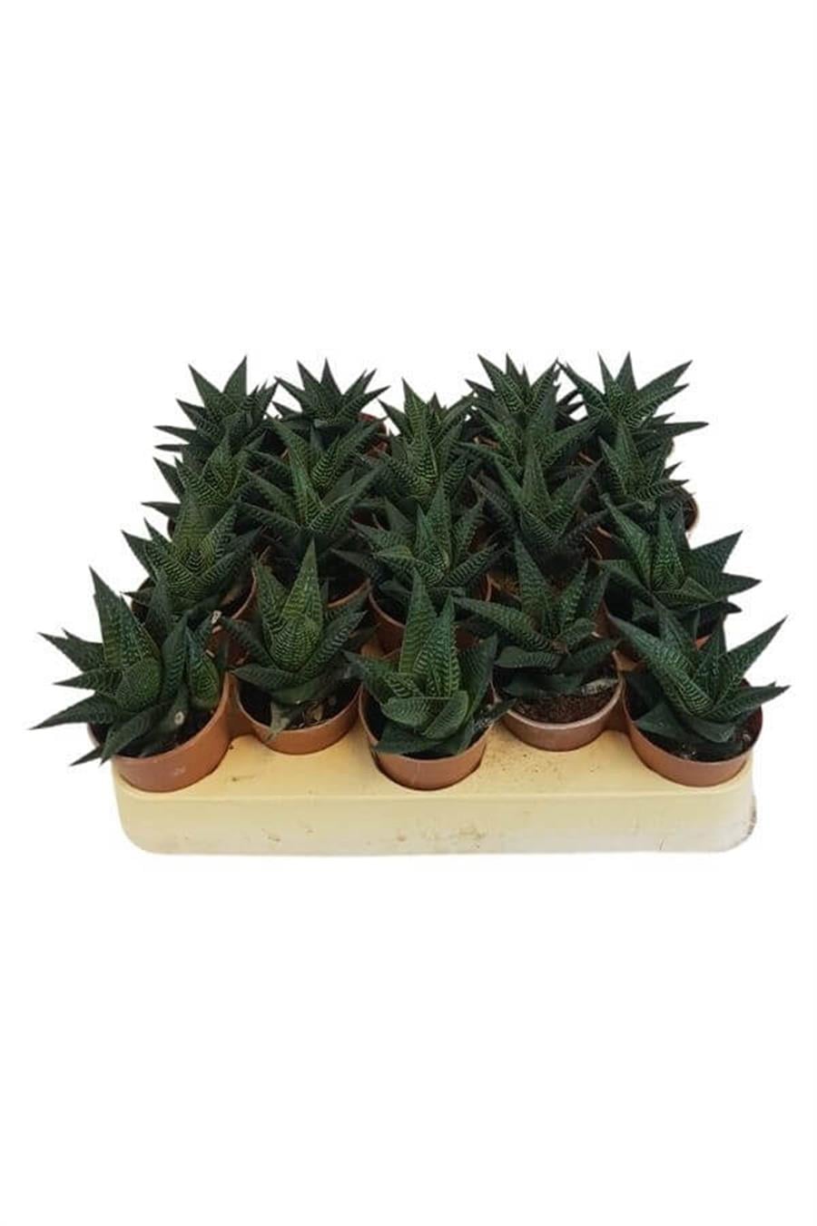 Haworthia Limofolia 20'li Set | 20'li Sukulent Setleri