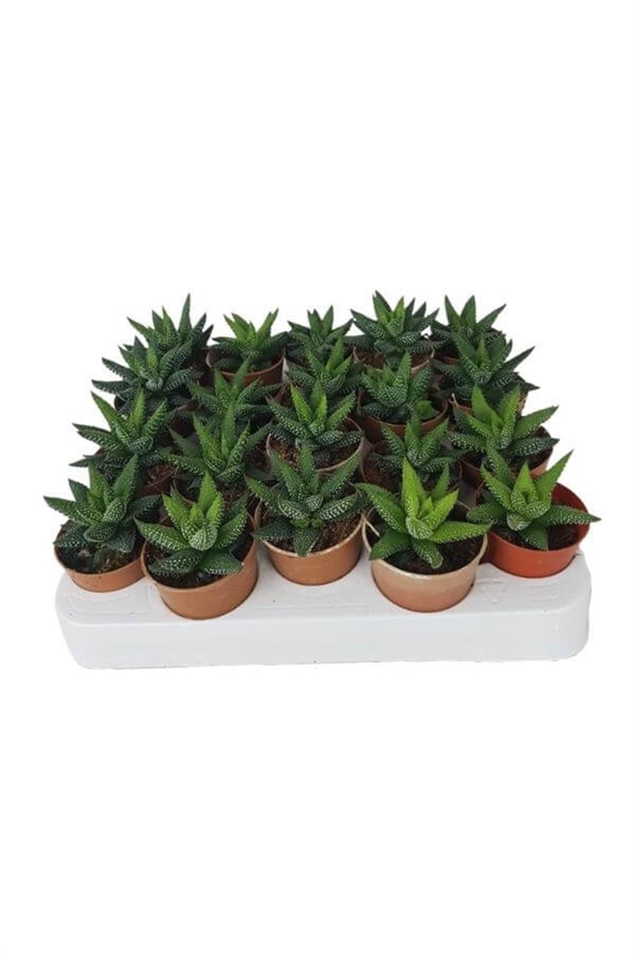 Haworthia Pumila 20'li Set | 20'li Sukulent Setleri