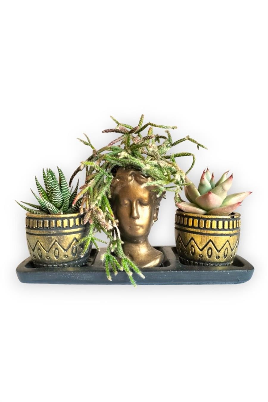 Kaktüs & Echeveria & Rhipsalis 3'lü Sukulent Seti | Helen Gold Serisi | 3'lü Sukulent Setleri