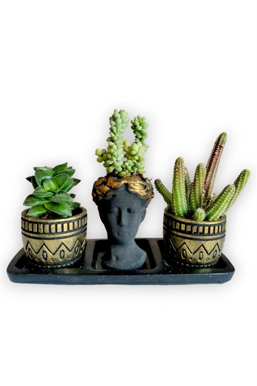 Kaktüs & Sedum 3'lü Sukulent Seti | Helen Siyah & Gold Seri | 3'lü Sukulent Setleri