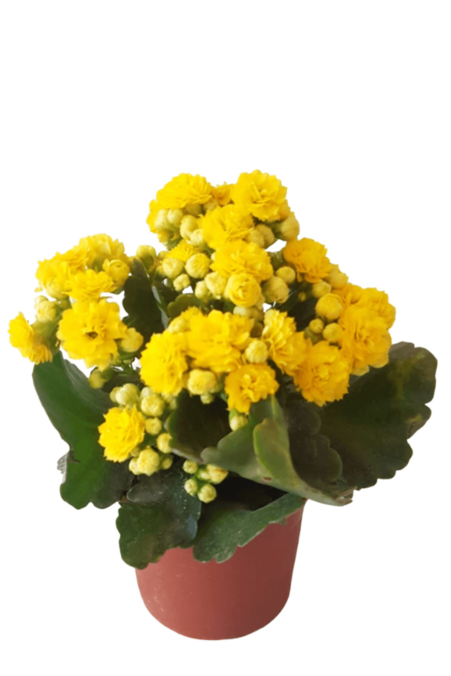 Kalanchoe Blossfeldiana | Kalanchoe