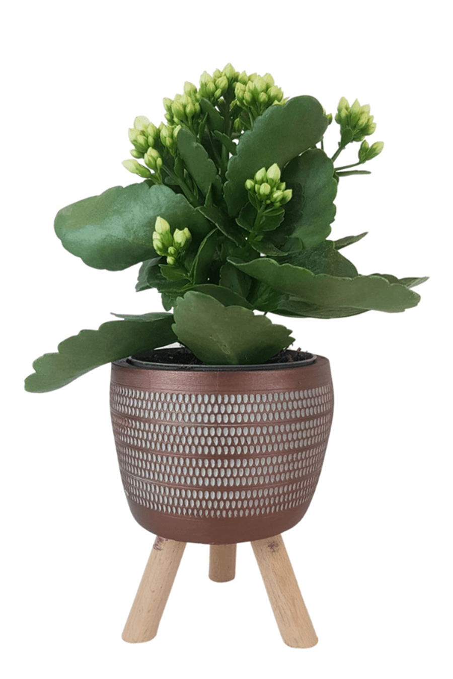 Kiremit Damla Saksıda Beyaz Kalanchoe | Kalanchoe