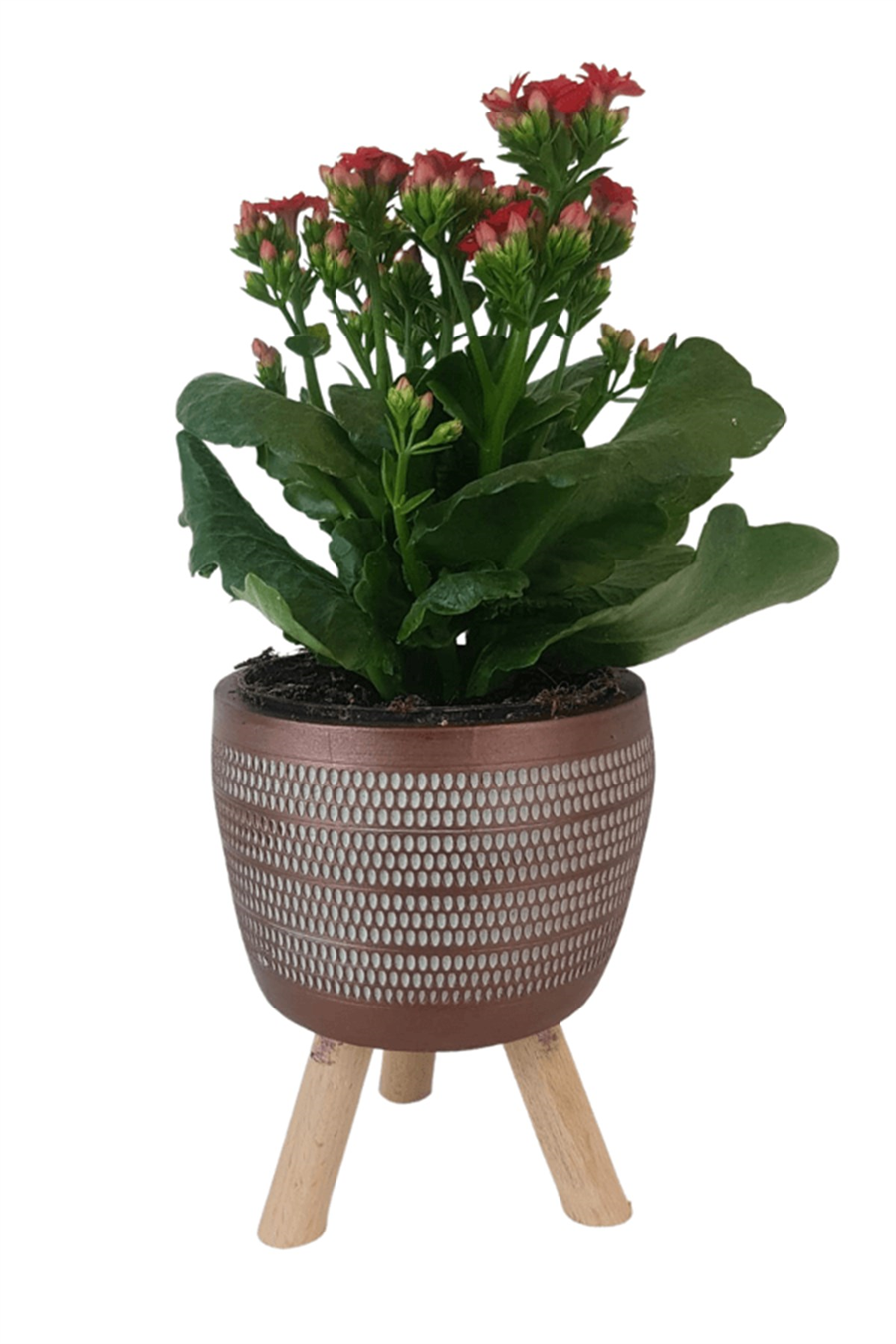 Kiremit Damla Saksıda Kırmızı Kalanchoe | Kalanchoe