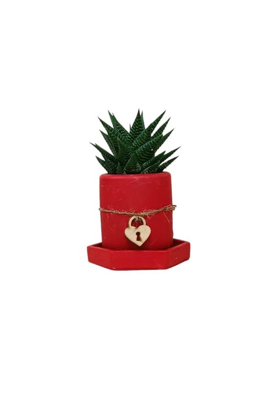 Kırmızı Saksıda Haworthia | Sukulentler