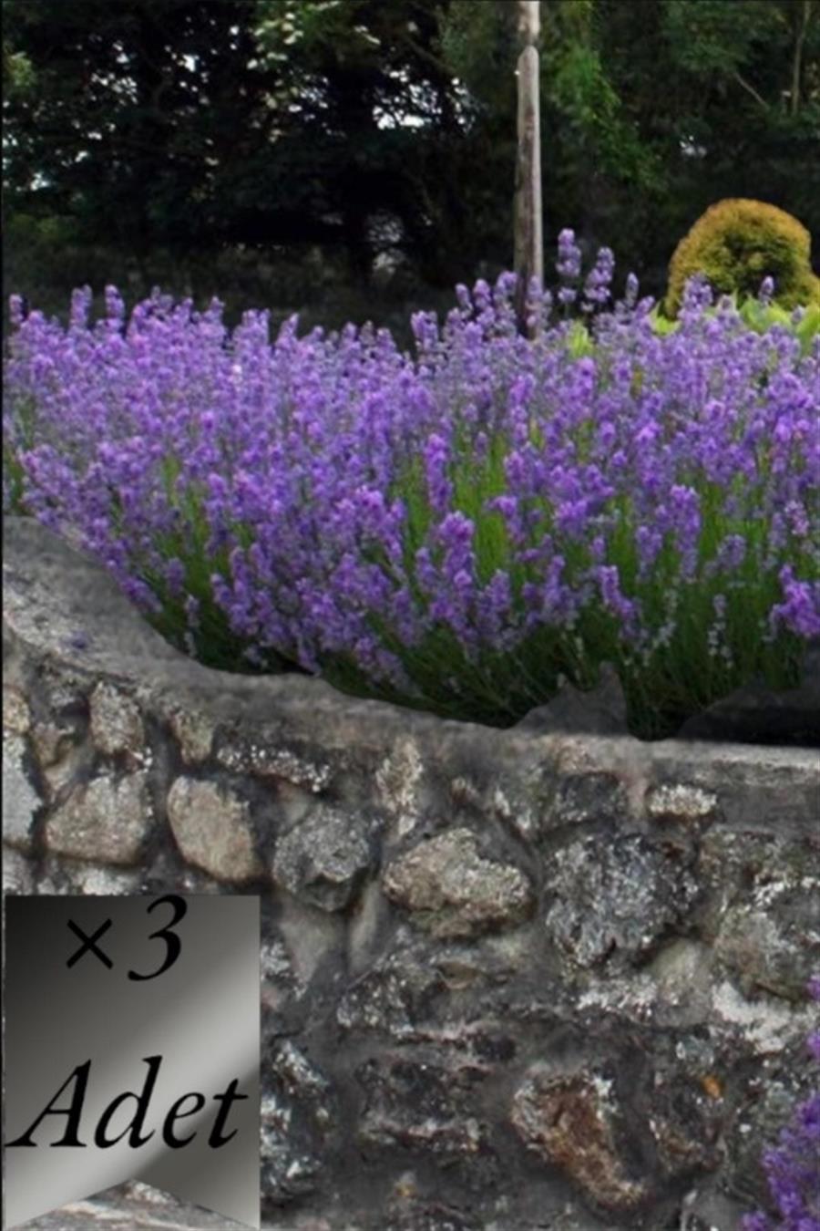 Lavanta Fidanı x 3 ad | TIBBİ ve AROMATİK BİTKİLER