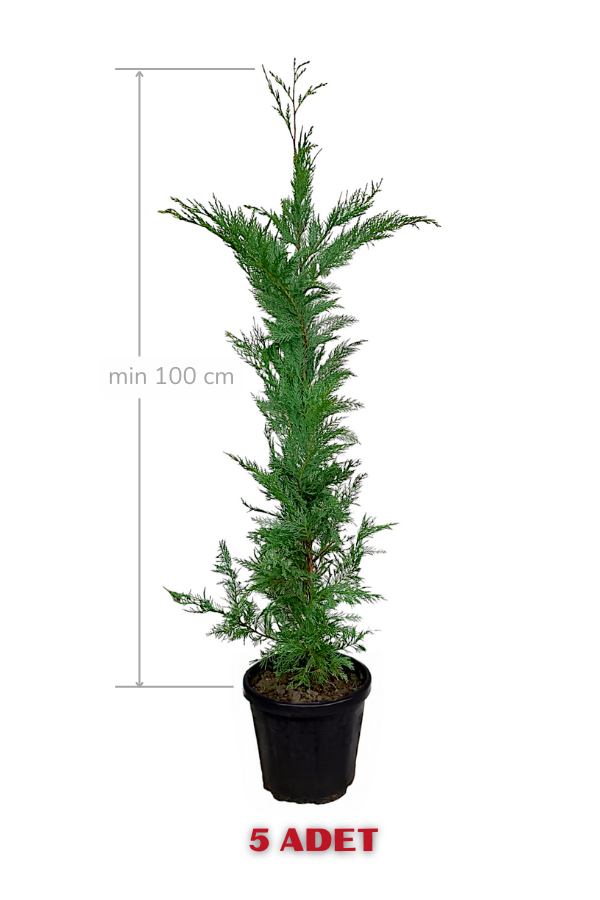 Melez Servi Leylandi Fidanı 100 cm x 5 ad | SERVİ