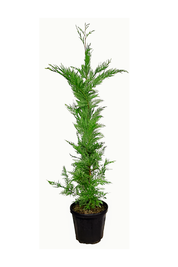 Melez Servi Leylandi Fidanı 80 cm | SERVİ