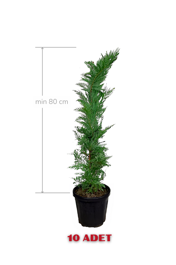 Melez Servi Leylandi Fidanı 80 cm x 10 ad | SERVİ