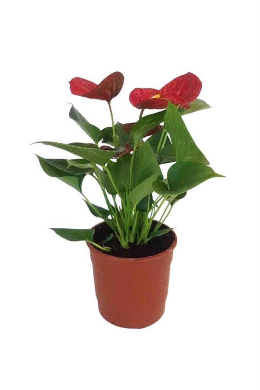 Mini Anthorium | Çiçekli Salon Bitkileri