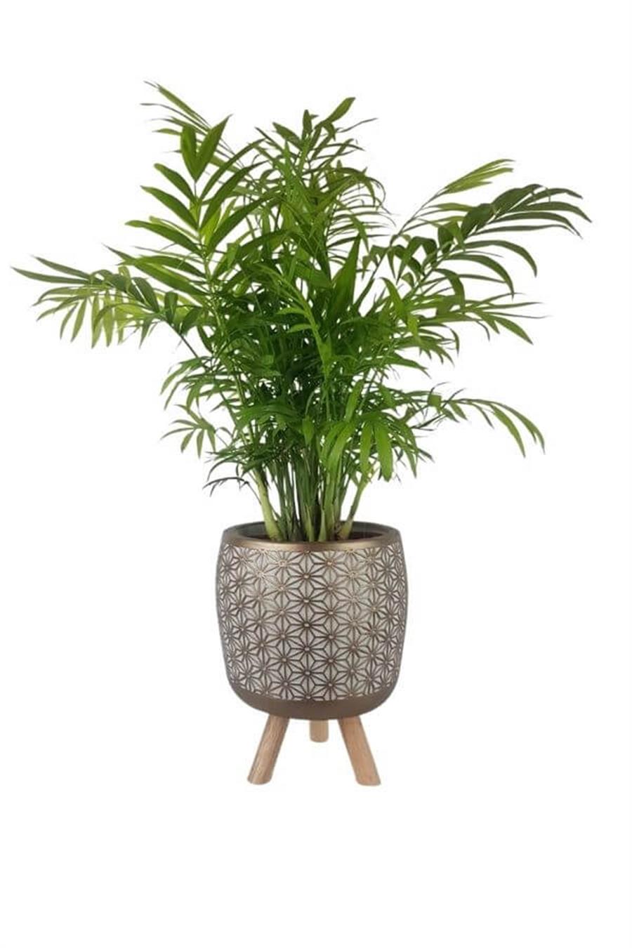 Motifli Gold Renk Saksıda Dağ Palmiyesi 17cm | Diğerleri