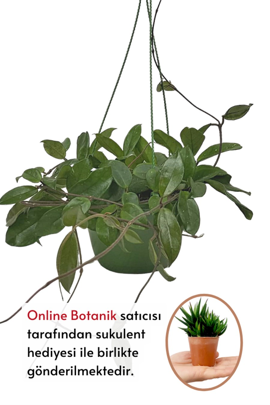 Mum Çiçeği (20~40 cm) | Çiçekli Salon Bitkileri