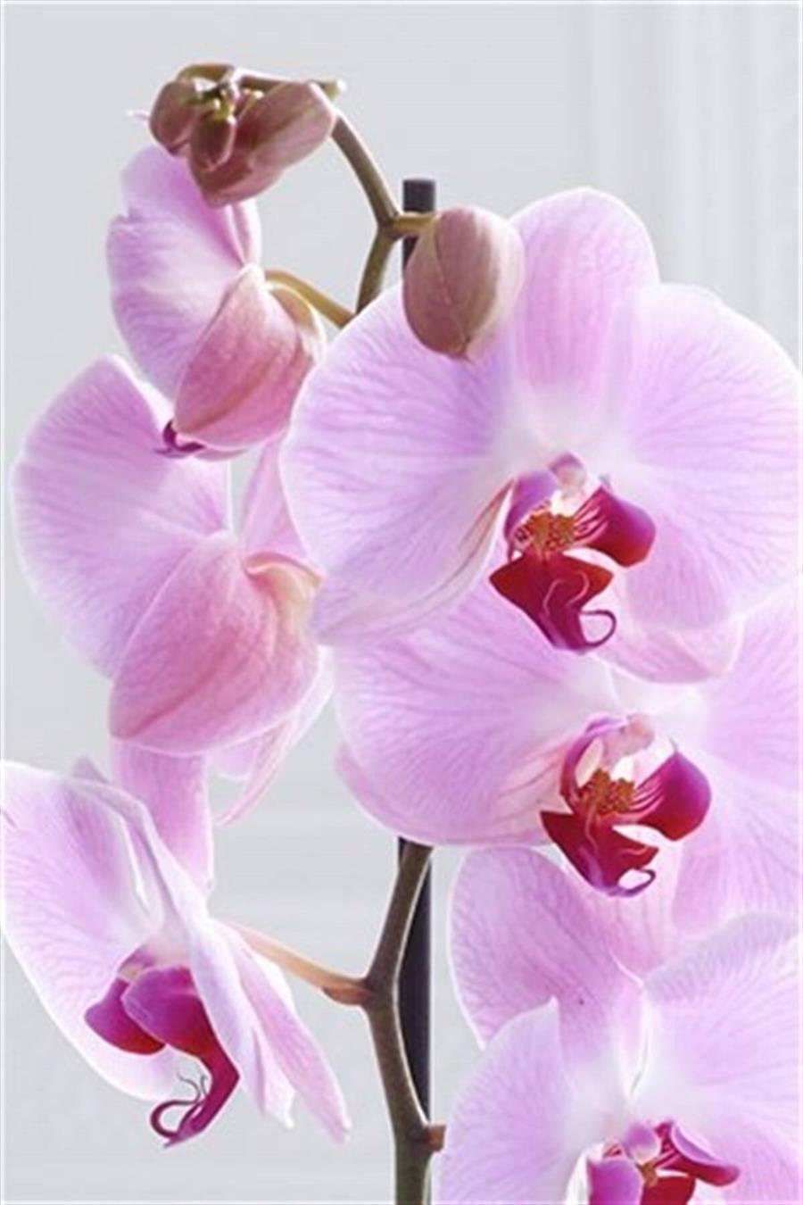 Orkide | Çiçekli Salon Bitkileri