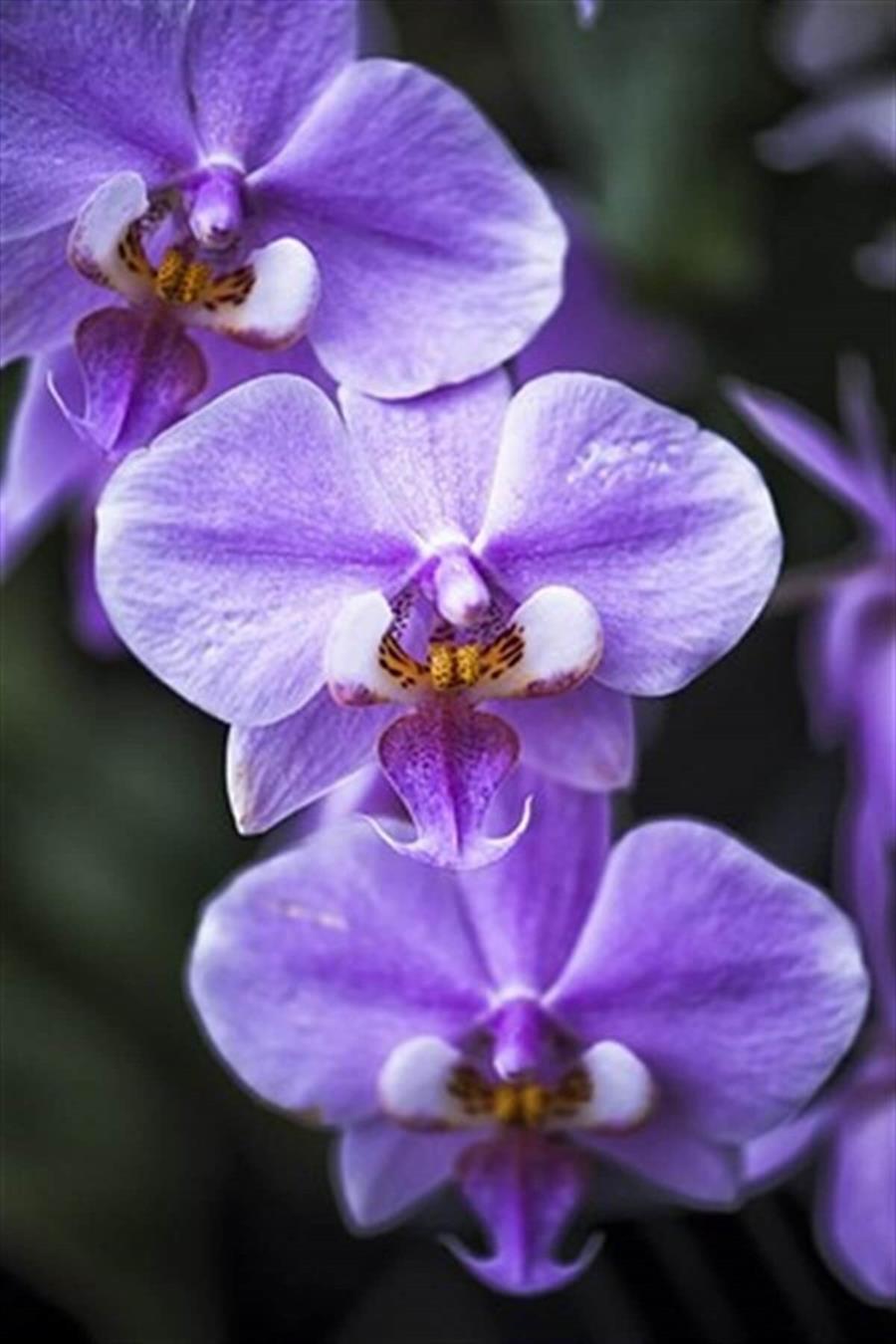 Orkide | Çiçekli Salon Bitkileri