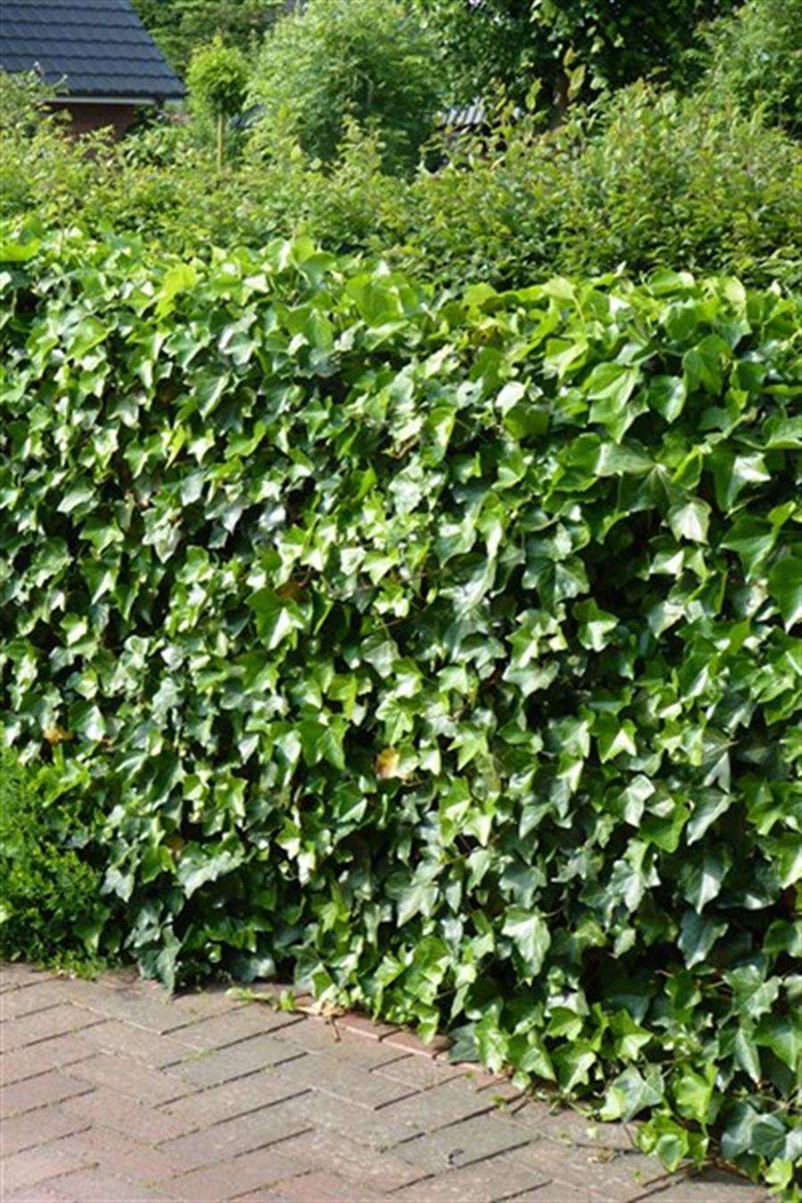 Orman Sarmaşıkları (Hedera)