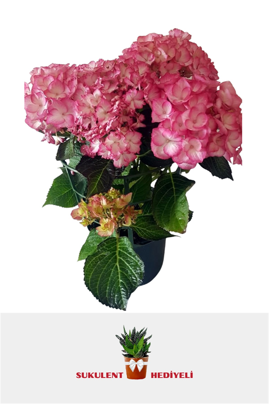 Ortanca (40~60 cm, Pembe) | Çalılar ve Çit Bitkileri