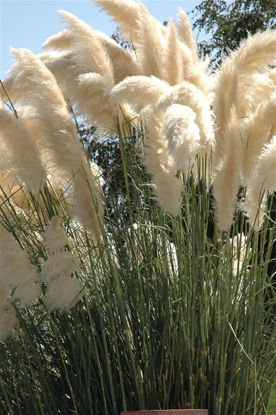 Pampas Sazı - Püsküllü Saz