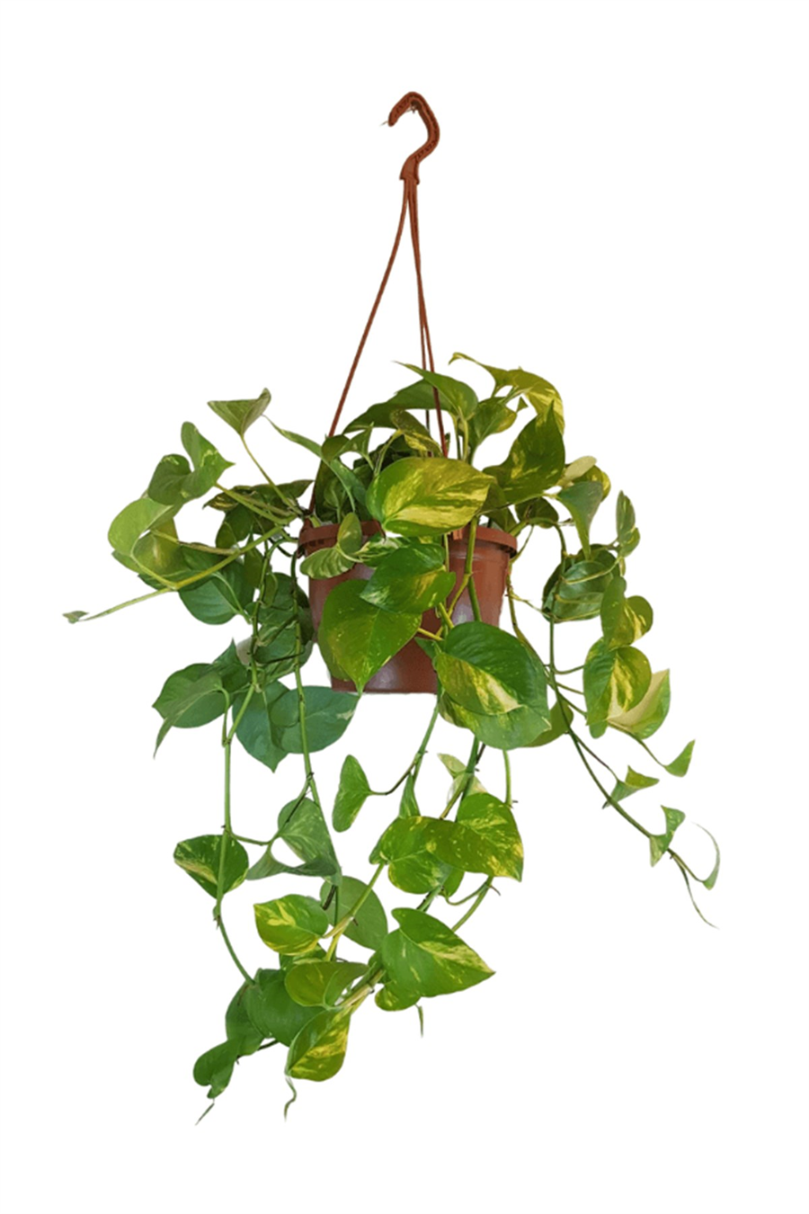 Pathos Sarmaşığı (Askılı Saksıda) | Sarılıcı Salon Bitkileri