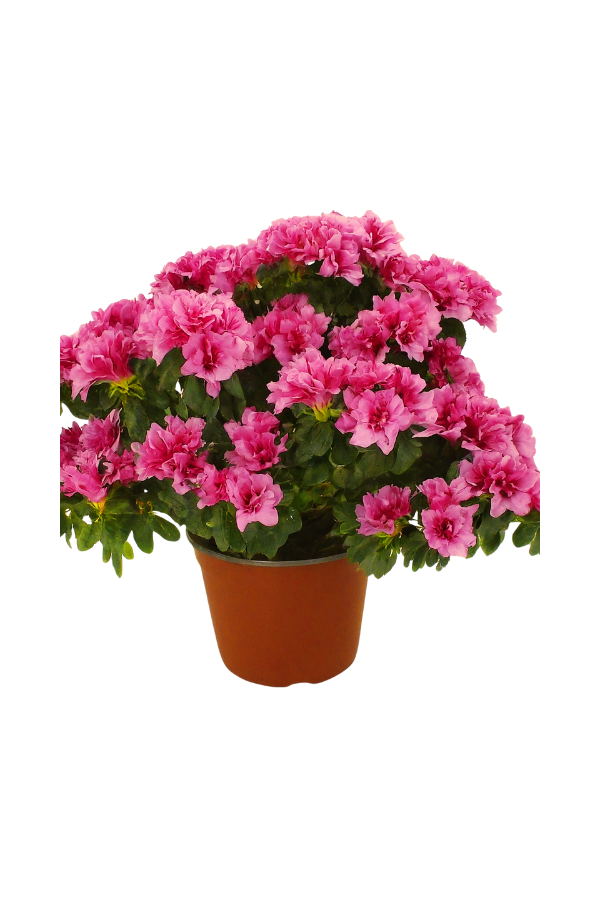 Pembe Açelya | ÇİÇEKLİ SALON BİTKİLERİ