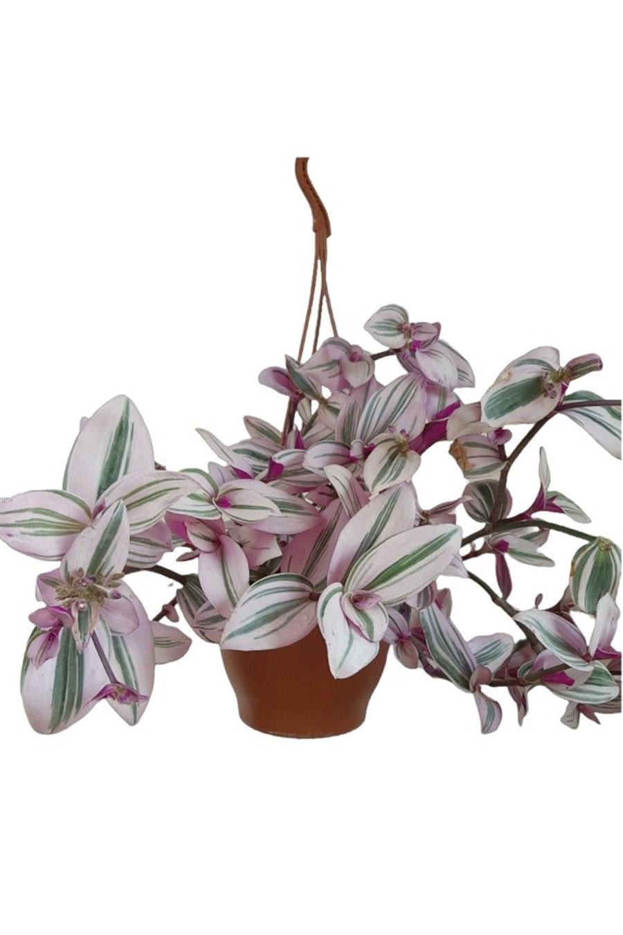 Pembe Telgraf Çiçeği Askılı Saksıda | Sarkan Salon Bitkileri