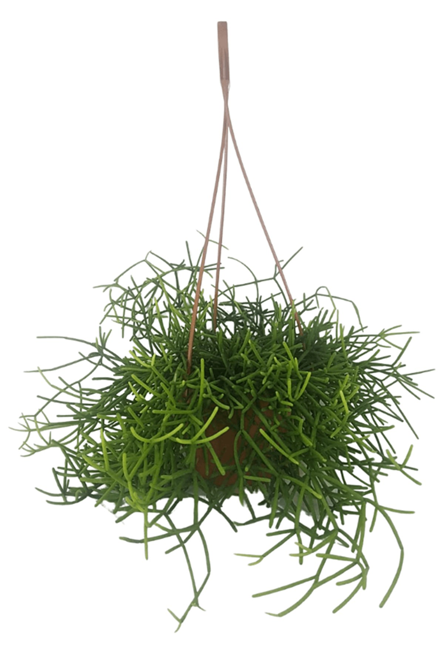 Rhipsalis Cereuscula | Sarkan Salon Bitkileri