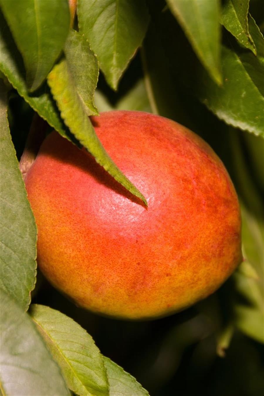 Şeftali Fantasy | NEKTARİN