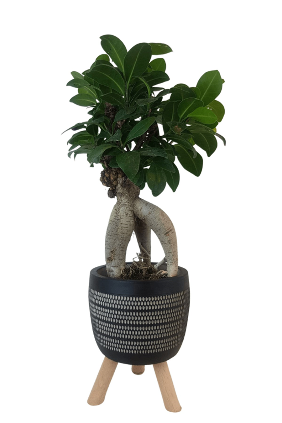 Siyah Damla Saksıda Ficus Ginseng Bonsai | Diğerleri