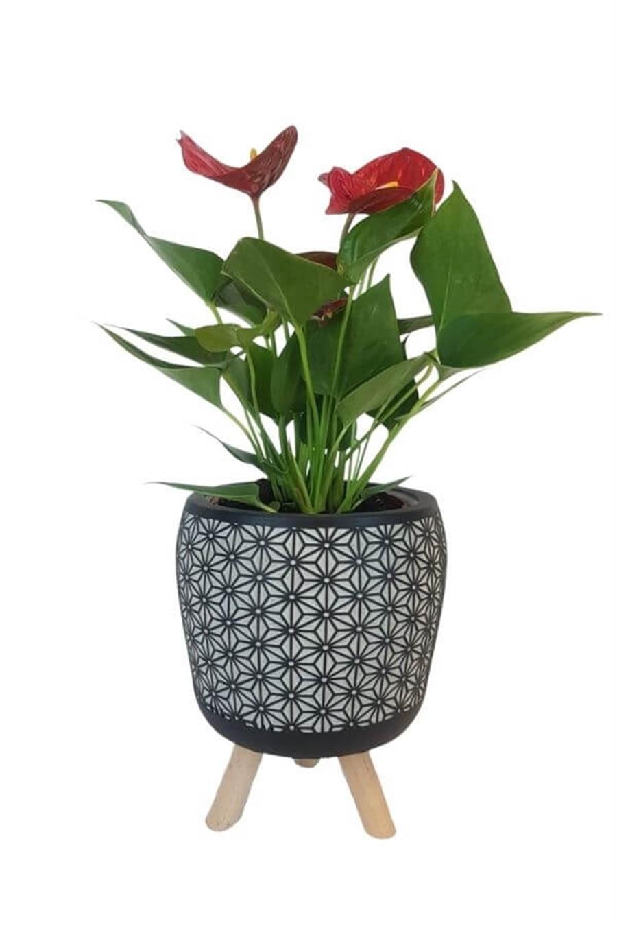 Siyah Motif Desenli Saksıda Mini Anthorium | Anthorium