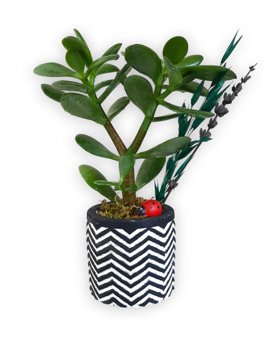 Sukulent Crassula Ovata | Siyah Saksıda | Crassula
