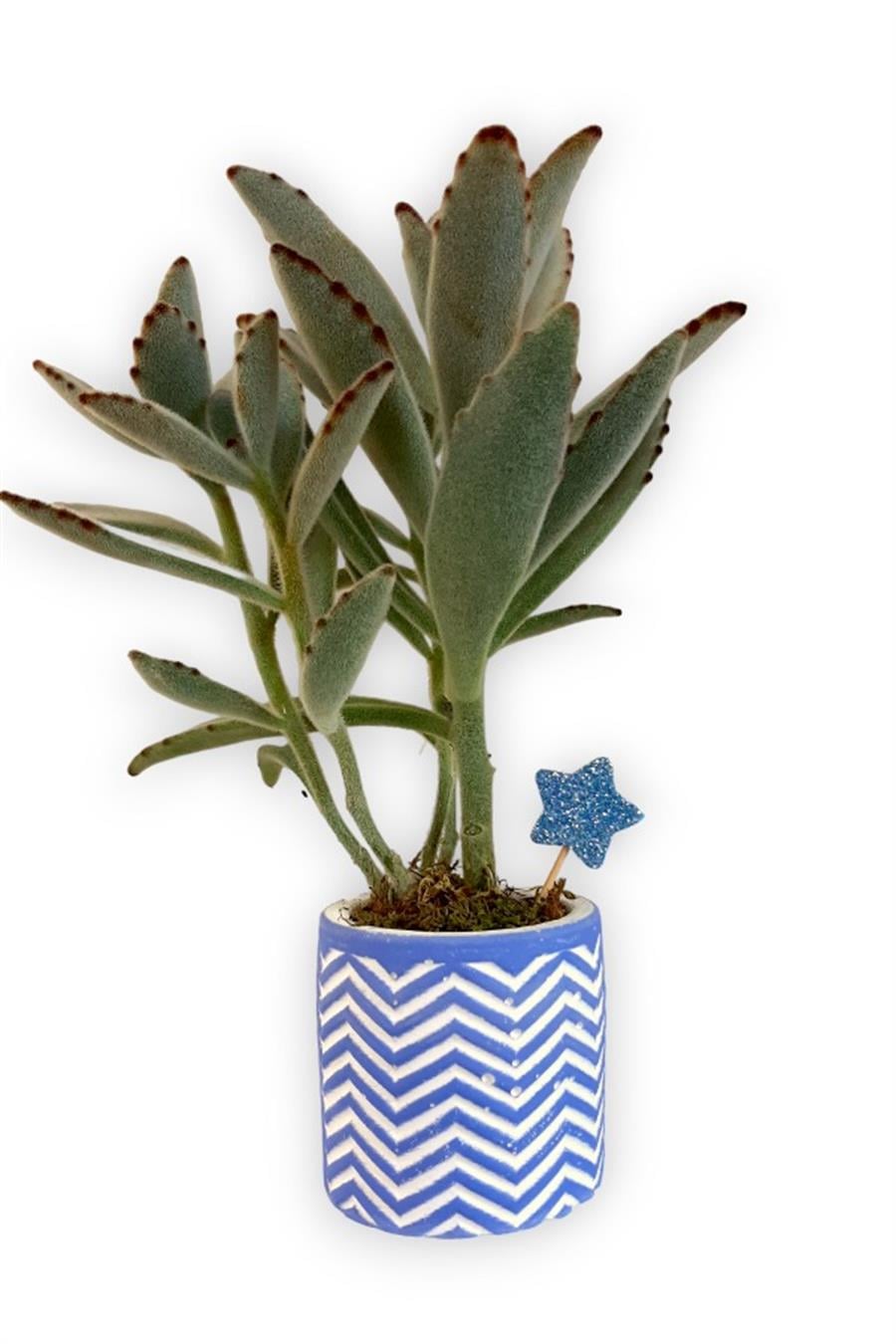 Sukulent Kalanchoe Tomentosa | Mavi Saksıda | Kalanchoe