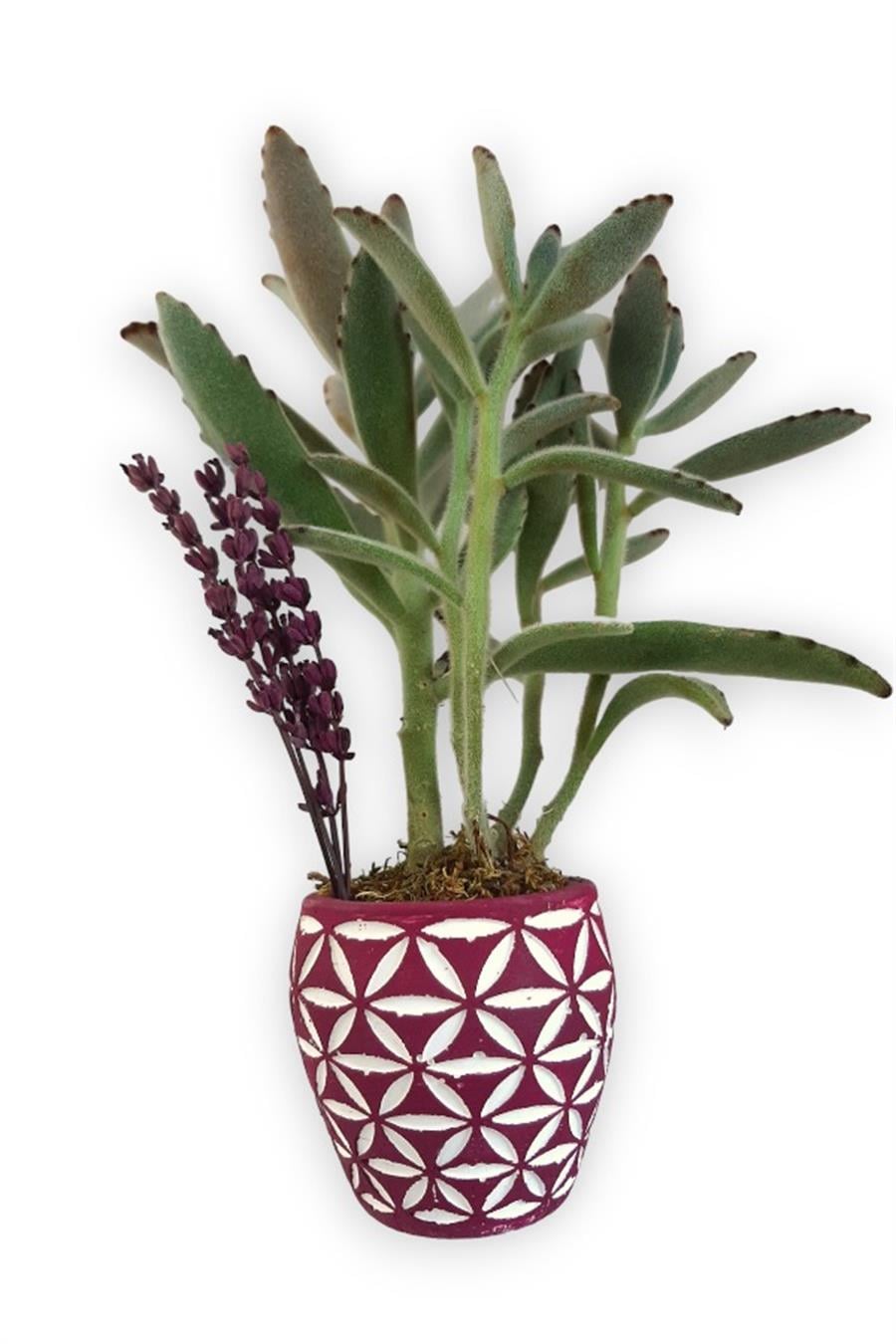 Sukulent Kalanchoe Tomentosa | Pembe Saksıda | Kalanchoe