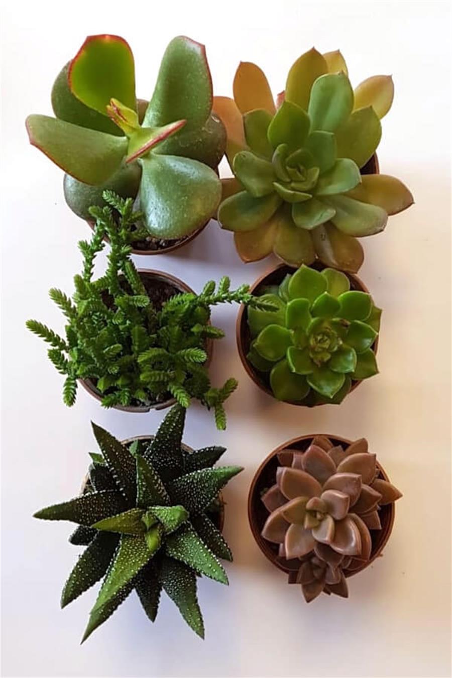 Sukulent Seti 6lı - 03 | 6lı Setler