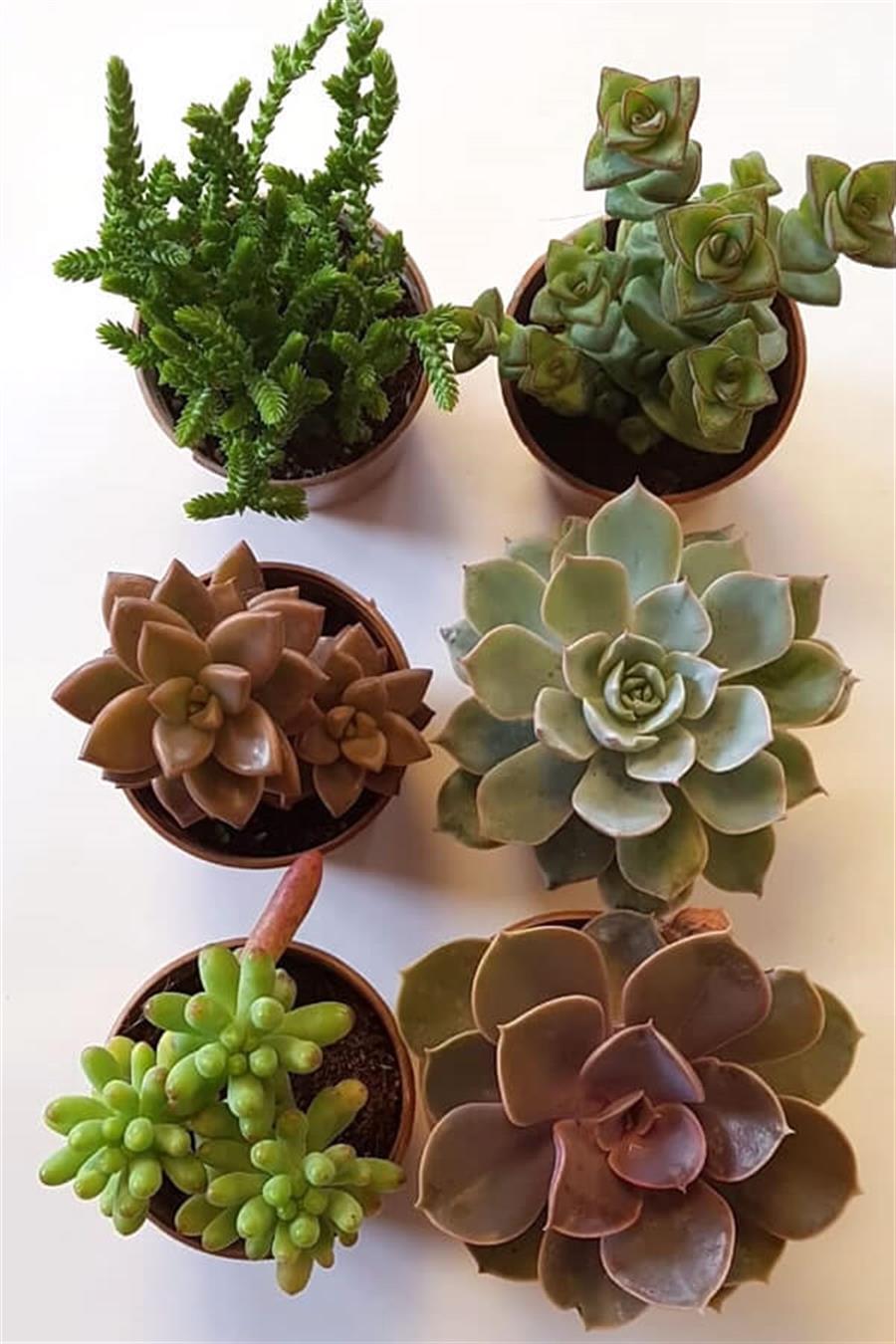 Sukulent Seti 6lı - 07 | 6lı Setler
