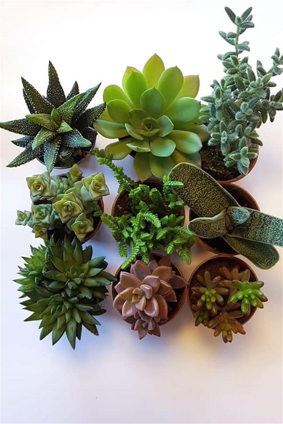 Sukulent Seti 9lu - F | Sukulent Setleri
