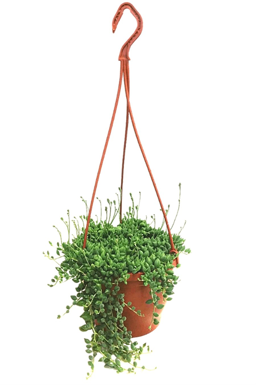 Tesbih Çiçeği | Bezelye Kolyesi | Boncuk Çiçeği (20~40 cm) | Sarılıcı Salon Bitkileri