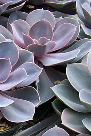 Echeveria Perle Von Nurnberg