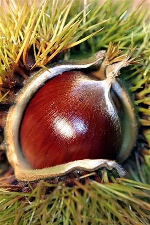 Sarı Aşı Kestane Fidanı (Bursa Sarısı)